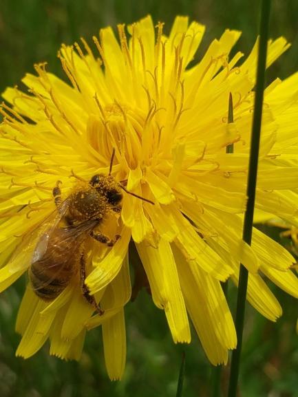 Dandelion and Bee Close-Up