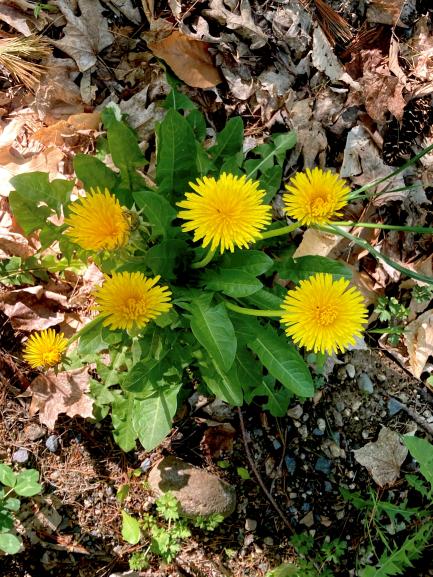Dandelion and Leaves