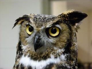 Great Horned Owl Photo, courtesy Squam Lakes Science Center