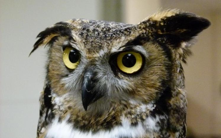 Great Horned Owl Photo, courtesy Squam Lakes Science Center